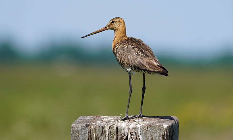 Grutto