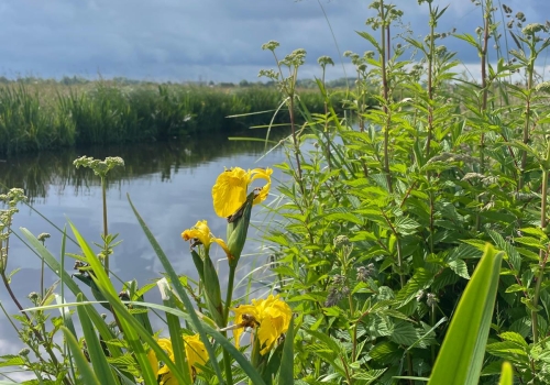 Veel bloeiende planten in de slootkanten van de Krimpenerwaard