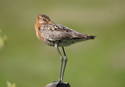 De grutto profiteert van het agrarisch natuurbeheer van boeren in de Krimpenerwaard