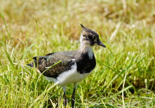 Broedseizoen weidevogels in de Krimpenerwaard succesvol 