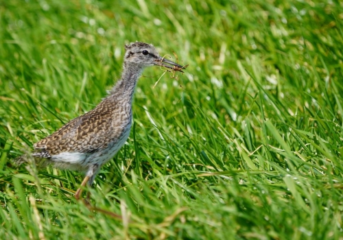 Weidevogelverslag 2023: de dikste editie ooit!