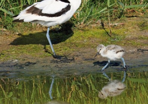 Weidevogelseizoen zit er (bijna) op..