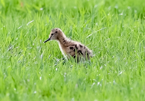 Eerste vroege grutto kuikens