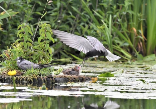 Zwarte sterns in de Krimpenerwaard!