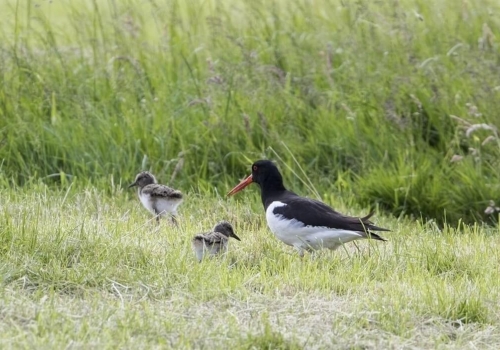 Winst en Weidevogels