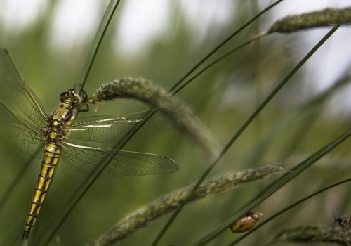 Monitoring en insecten