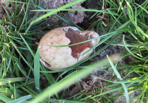 Cursus herkennen van predatie