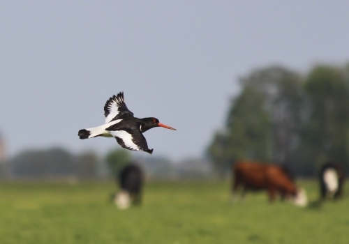 Weidehof Boer en Natuur dag 4 mei 2019