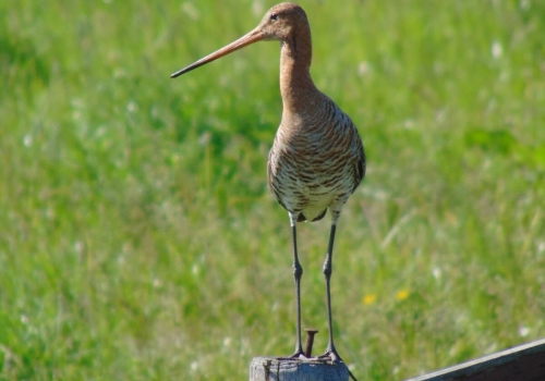 Afsluitavond Weidevogelseizoen 2019