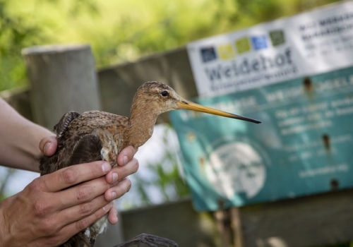 Grutto families volgen met satellietzenders in de Krimpenerwaard