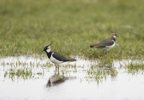 Lente nieuws ondanks herfst weer!