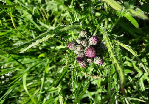 Verhalen uit het veld: Greetje de Back zag veel plantensoorten bij inventarisatie in Hitland