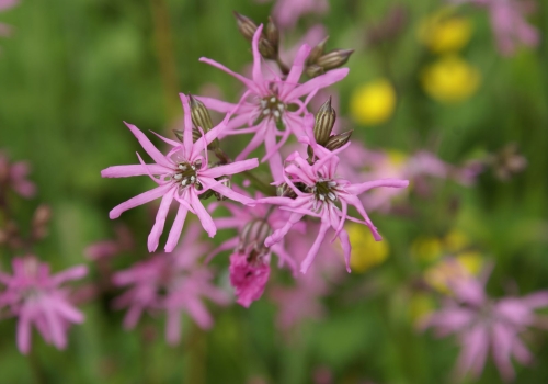 Gaat u mee op botanische excursie?