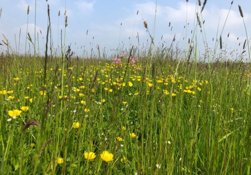 Weidevogelbeheer is elk seizoen ‘doen, leren, beter doen’