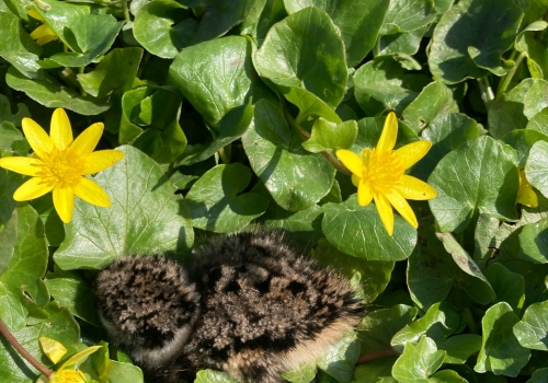 Eerste kievitkuikens op de agrarische percelen