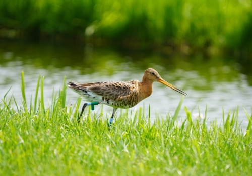 Grutto sterft uit in Nederland?