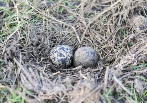 Eerste kievitsnest in de Krimpenerwaard