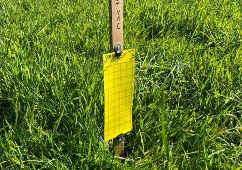 Kuikens zenderen en plakvallen voor insecten onderzoek