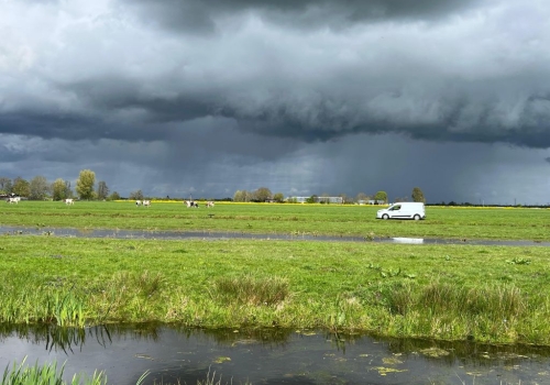 Nestvlotjes liggen klaar voor zwarte sterns